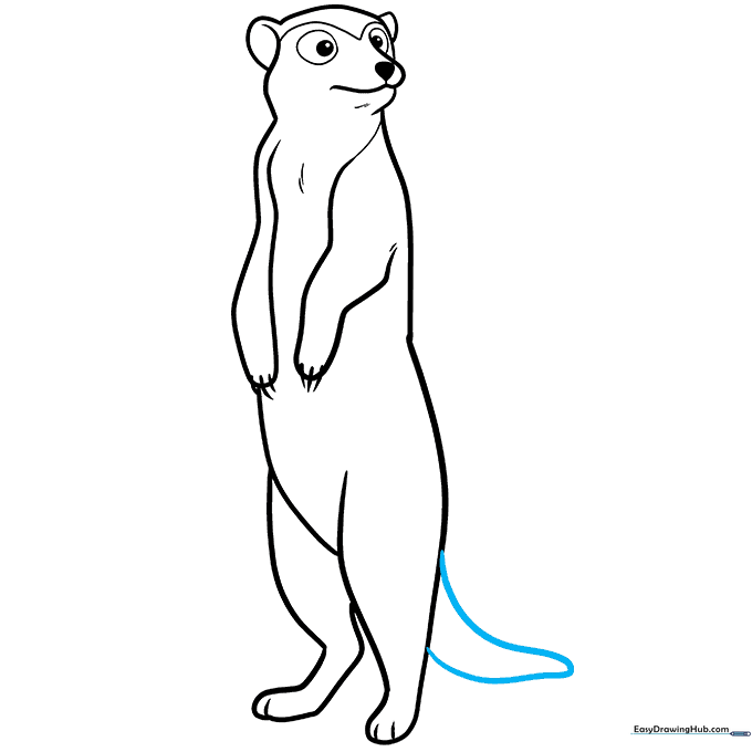 Drawing the long, curved tail of the meerkat.