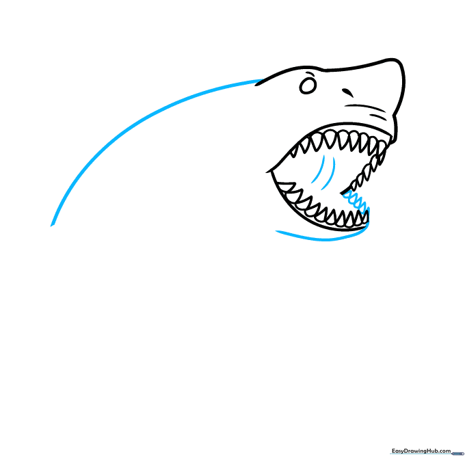 Drawing the long, curved back line of the shark's body.