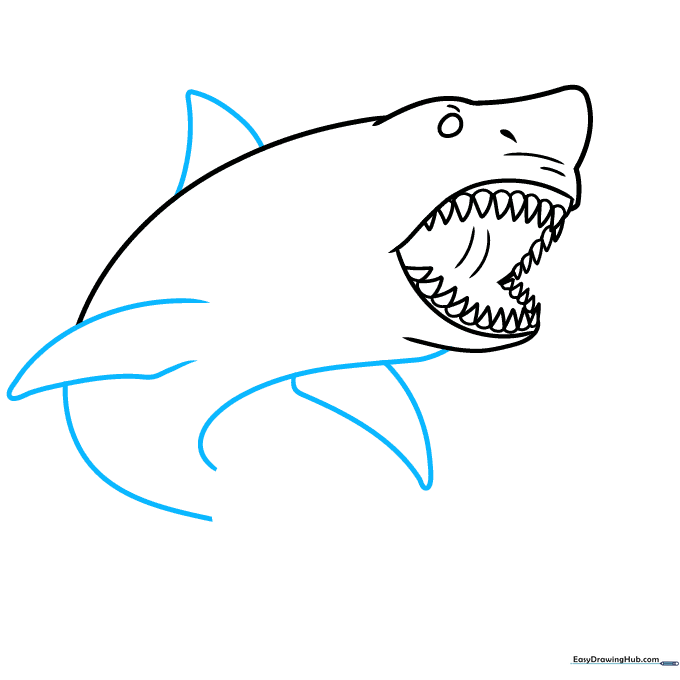 Adding the dorsal fin and side fins to the shark's body outline.