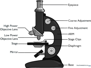 A completed, labeled microscope diagram perfect for school science projects.