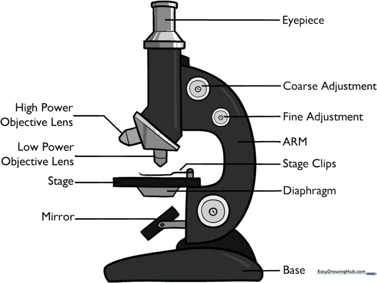 A completed, labeled microscope diagram perfect for school science projects.