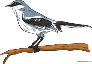 A completed, colorful illustration of a mockingbird, serving as the guide's featured image.