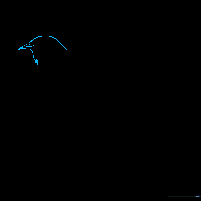 Pencil sketch showing the initial outline of a mockingbird's head and pointed beak.