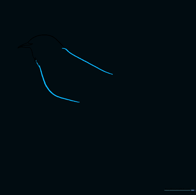 Outline drawing showing the curved back and chest lines of the bird.