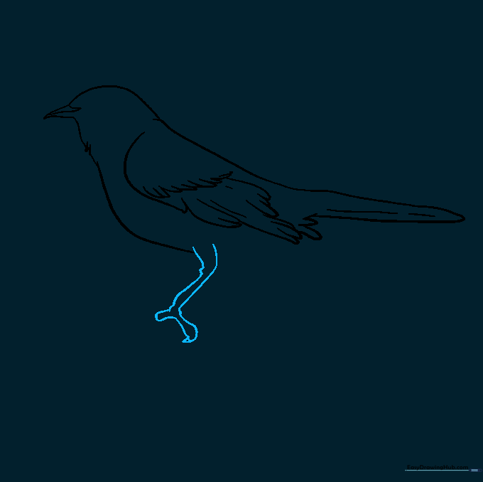 Drawing the bird's legs and toes gripping a surface.