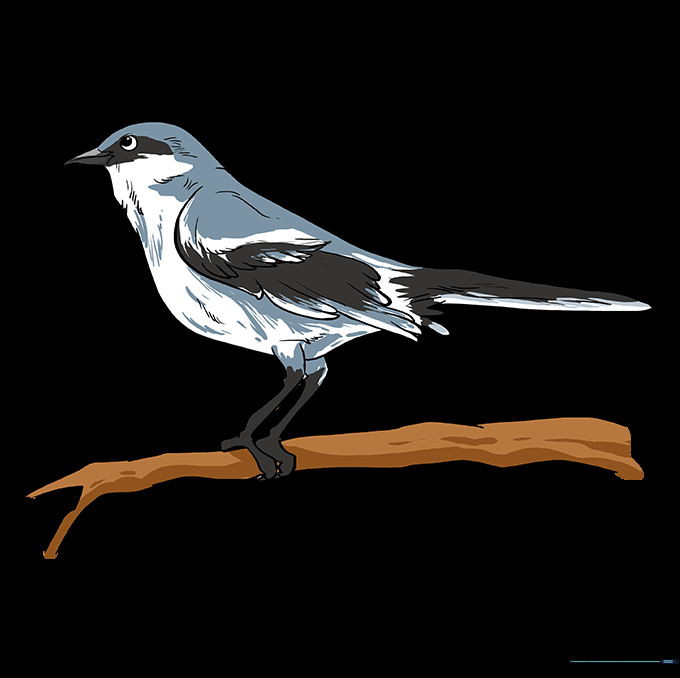 Final colored drawing of a mockingbird perched on a branch.