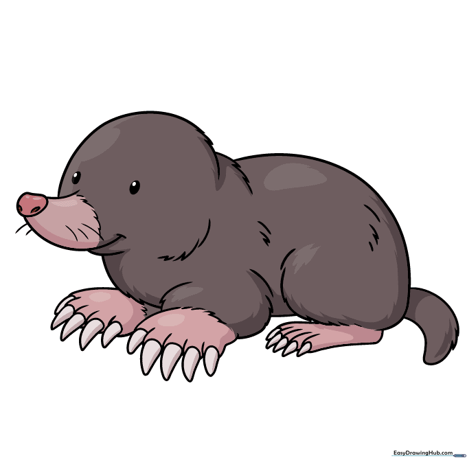 Finished mole drawing colored in soft grey tones.