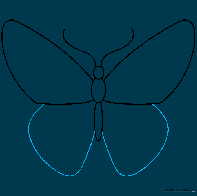 Drawing showing the addition of lower hindwings attached to the abdomen of the butterfly.
