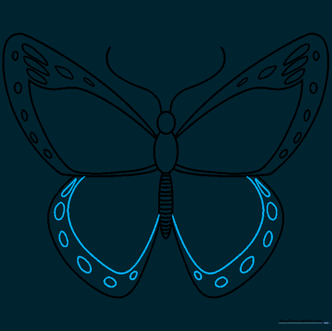 Hindwings now include parallel curved lines and decorative oval shapes along the wing edges.