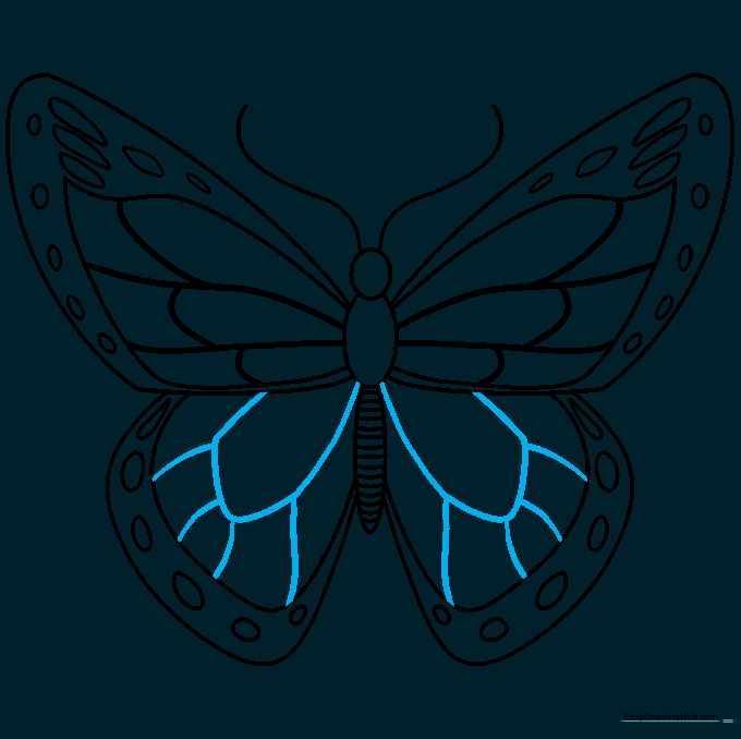 Hindwings now fully detailed with complex vein patterns and internal structures.