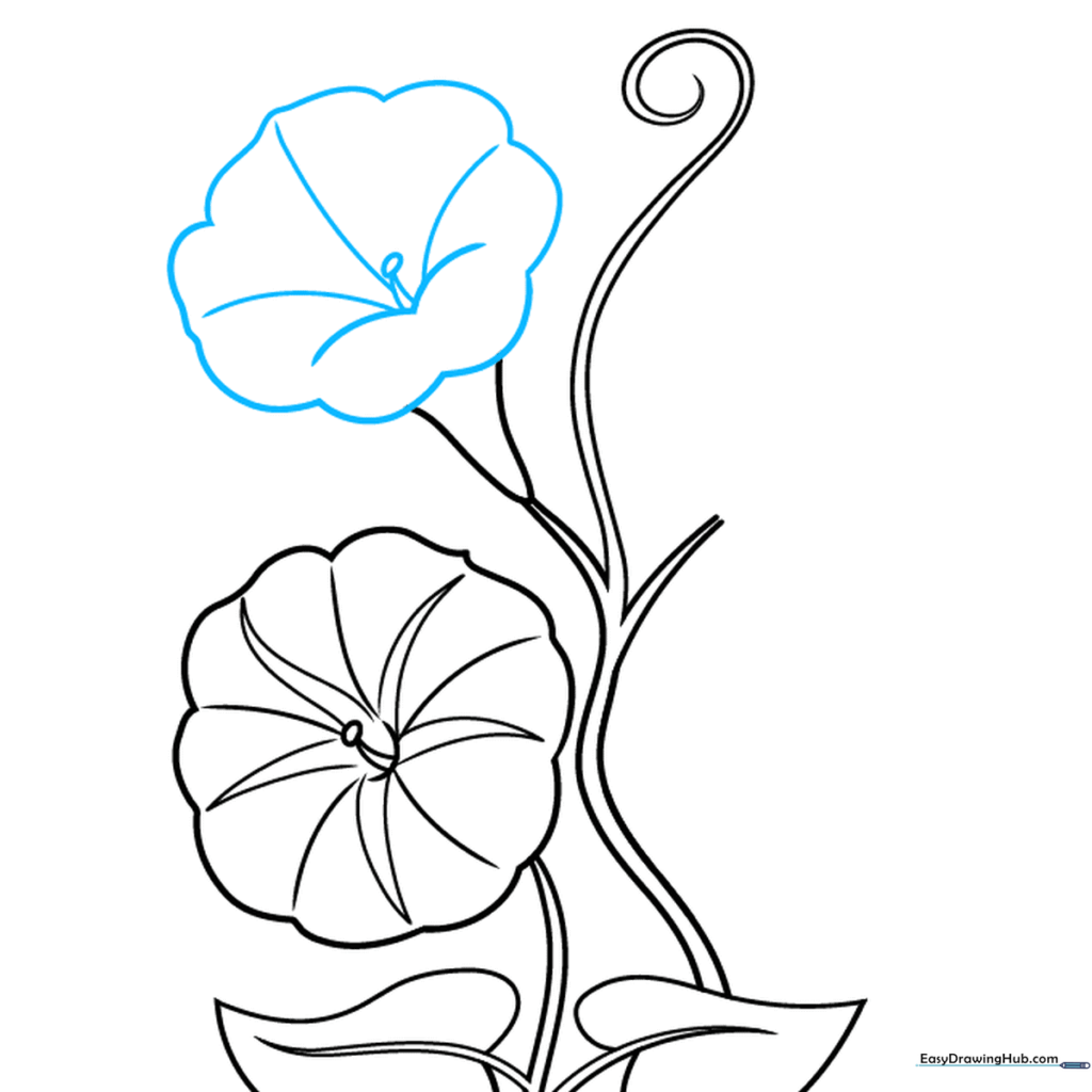 A second morning glory flower being sketched on the vine.