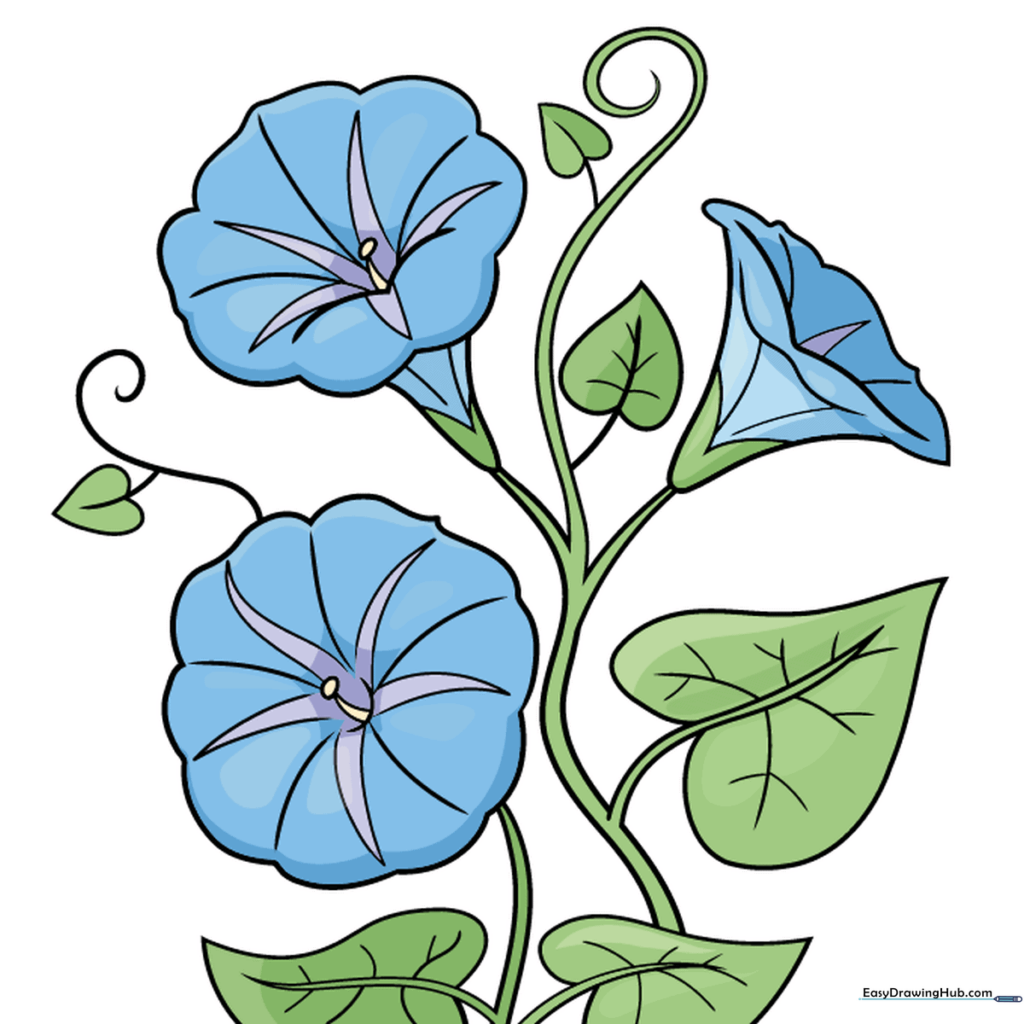A fully colored morning glory drawing with vibrant purple petals and green leaves.