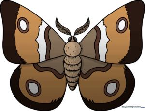 A completed, colorful moth drawing displayed as the featured project.