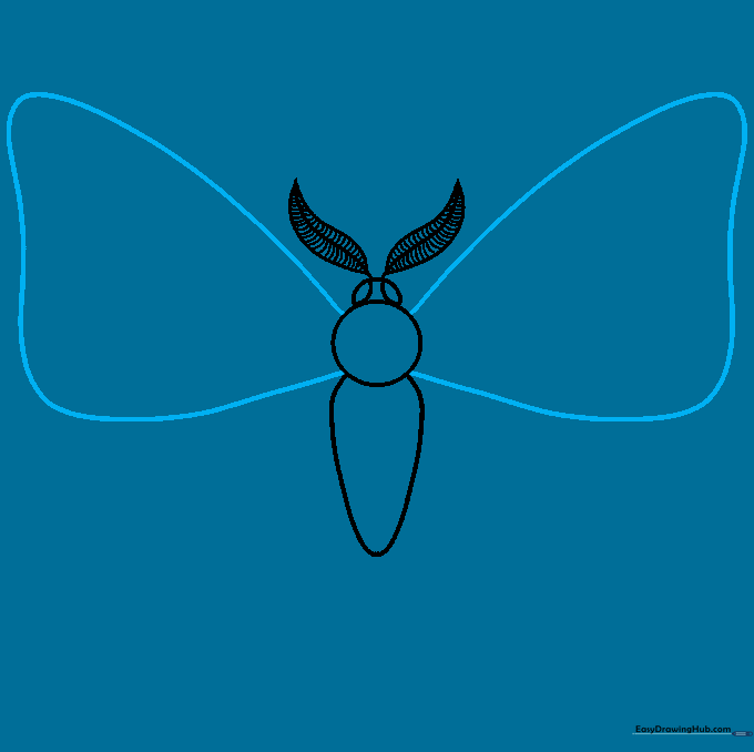 Sketching the large upper wings of the moth extending from the thorax.