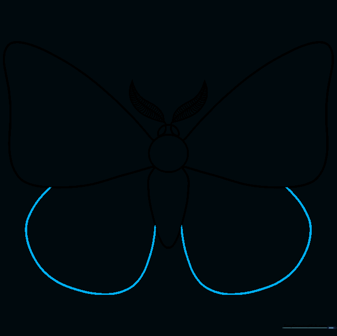 Adding the lower hindwings to the moth's body outline.