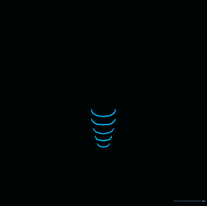Adding segmented horizontal lines to the moth's abdomen for texture.