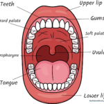 A colorful, labeled educational diagram of the human mouth anatomy for school projects.