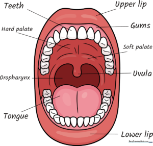 A colorful, labeled educational diagram of the human mouth anatomy for school projects.
