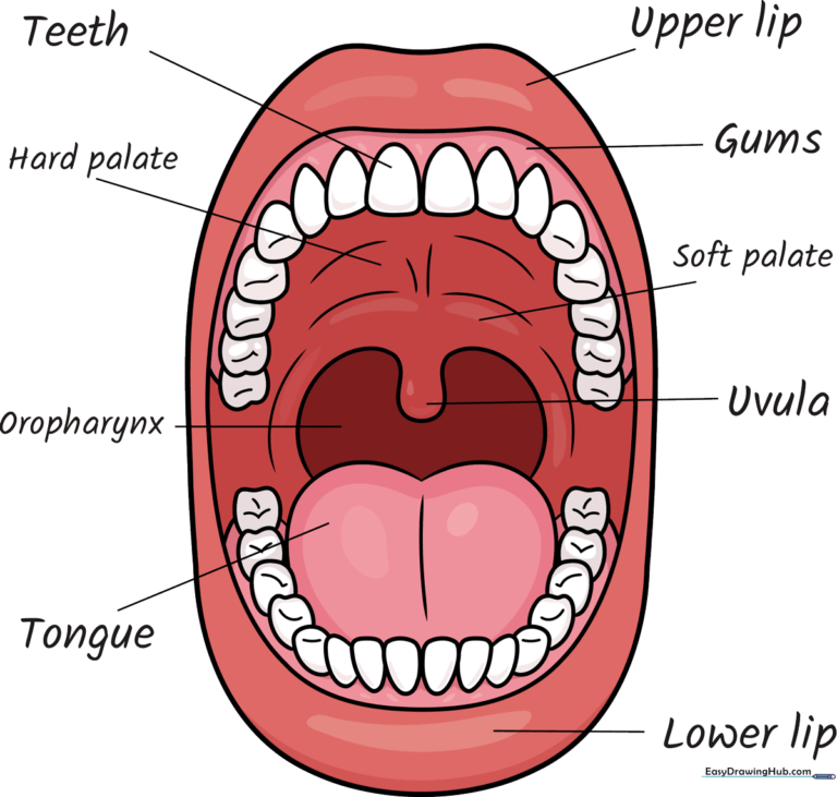 A colorful, labeled educational diagram of the human mouth anatomy for school projects.