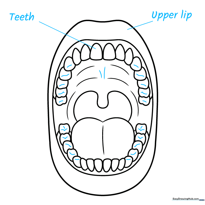 Adding texture lines to teeth and drawing straight lines for future labels.
