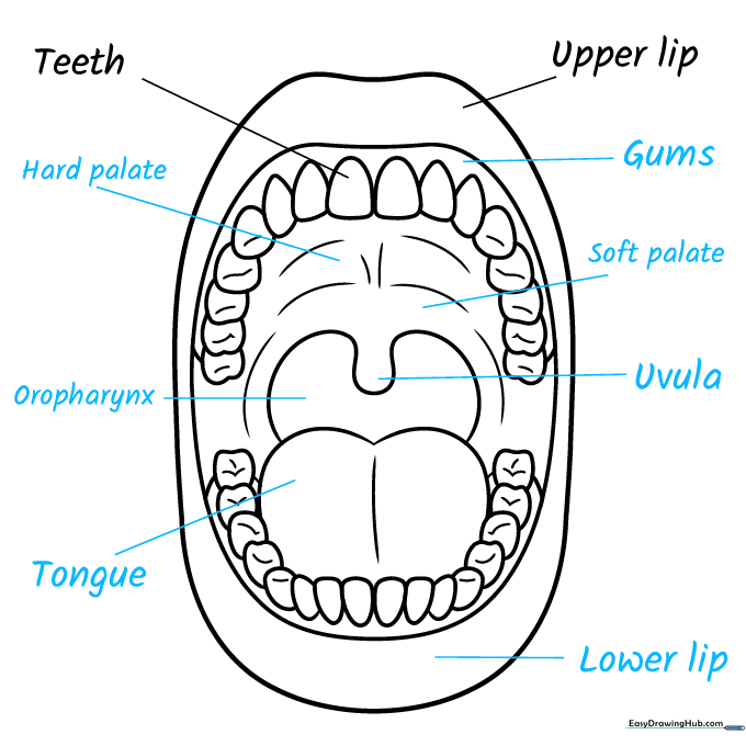 Completed diagram with labels pointing to the various anatomical parts of the mouth.