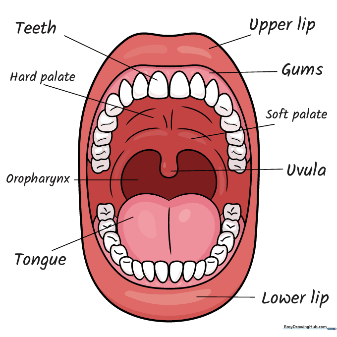 The finished, colored mouth anatomy diagram with clear labels.
