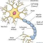 A completed, labeled, and colored neuron diagram for educational purposes.