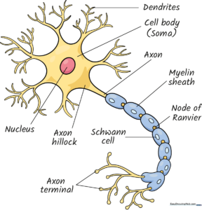 A completed, labeled, and colored neuron diagram for educational purposes.