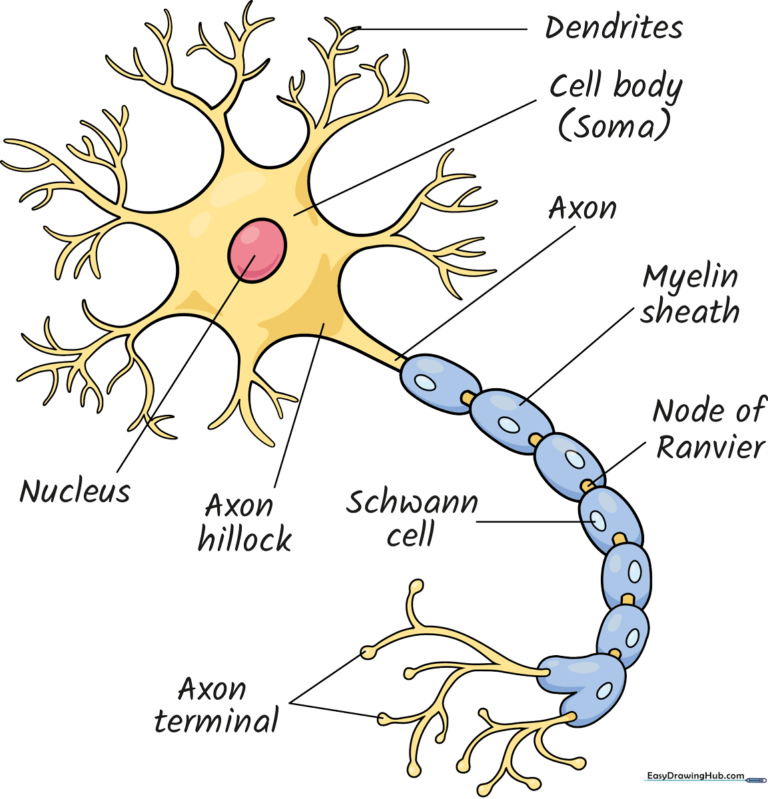 A completed, labeled, and colored neuron diagram for educational purposes.