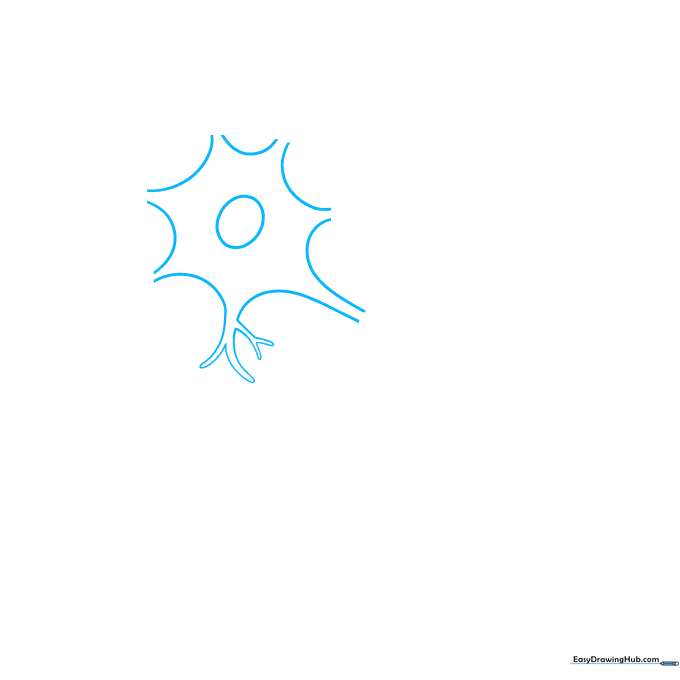 Drawing the central nucleus and irregular soma of a neuron cell.