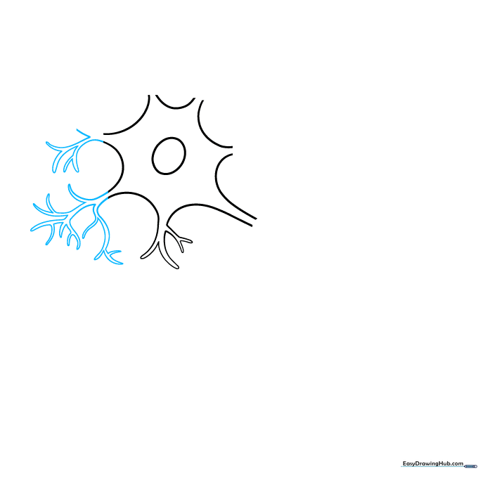 Adding branching Y-shaped dendrites to the neuron soma.