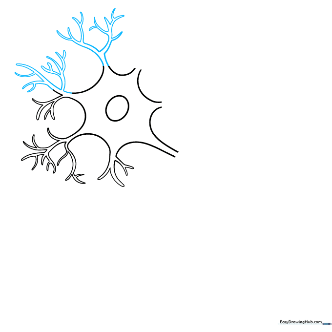 Expanding the dendritic tree with additional branching lines.