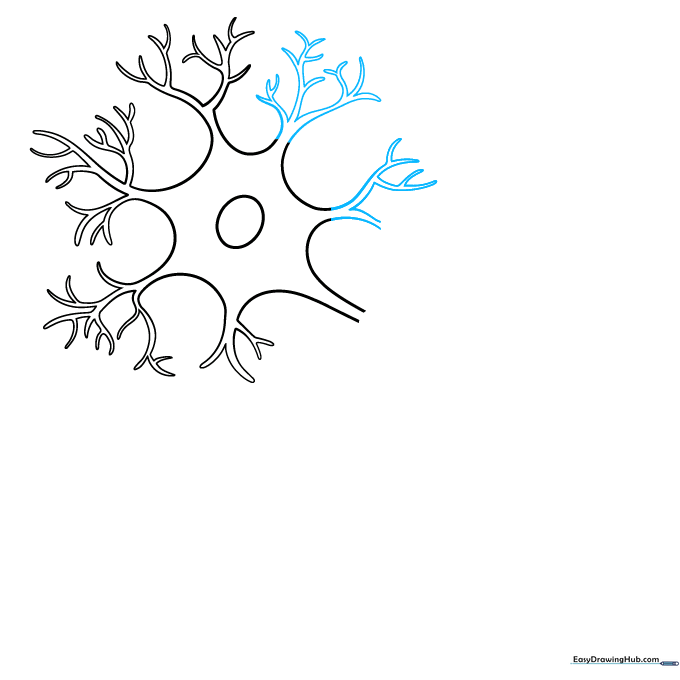 Refining the neuron dendrites by cleaning up overlapping lines.