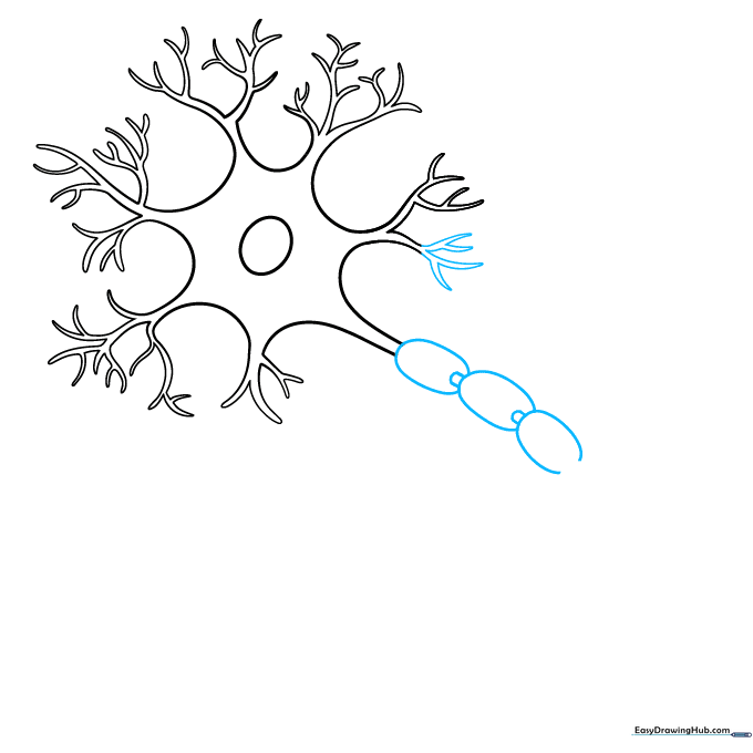 Drawing the myelin sheath as a series of overlapping ovals on the axon.