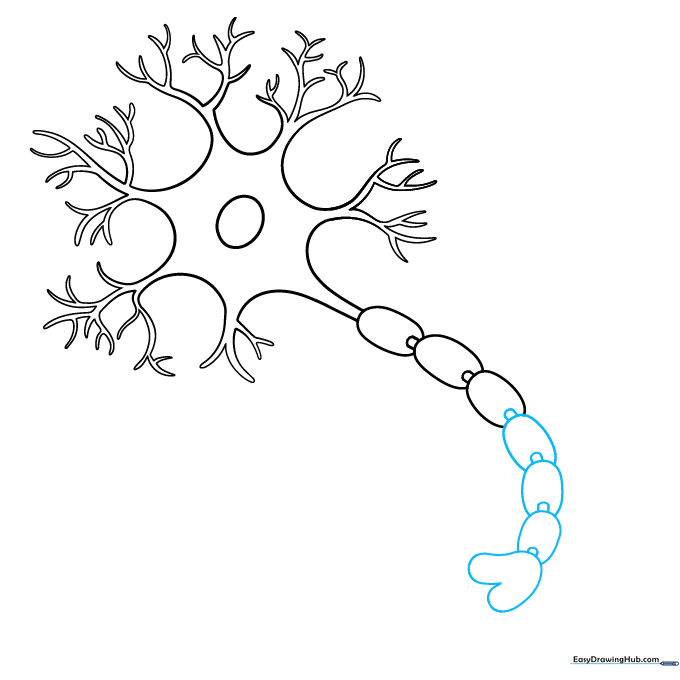 Drawing the rounded heart-shaped base for the axon terminal.