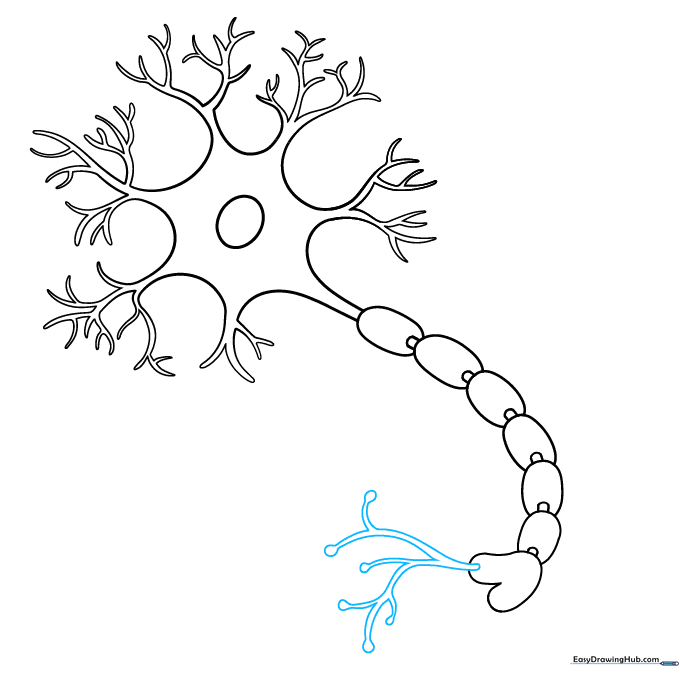 Adding branching axon terminals with synaptic knobs at the ends.