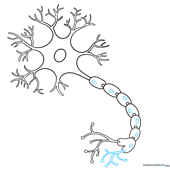 Adding Schwann cell details inside the myelin sheath segments.