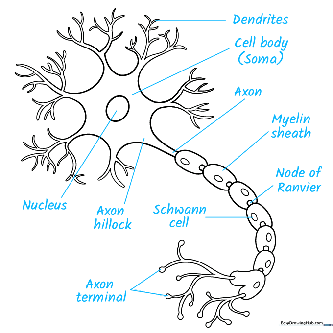 Labeling the various parts of the neuron diagram with clear text.