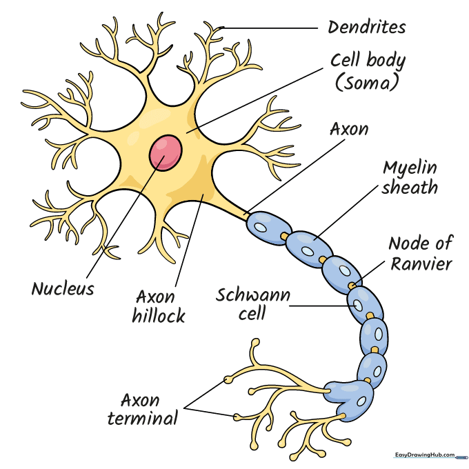 Adding color to the finished neuron diagram for better visual clarity.