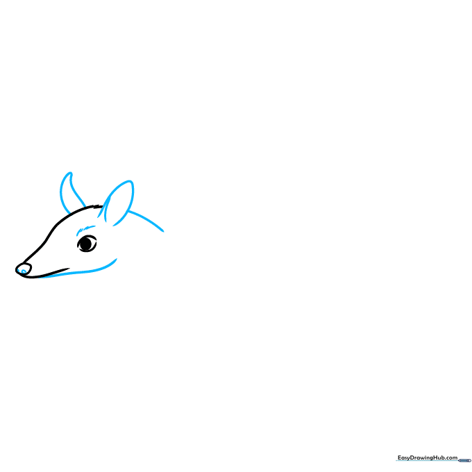 Drawing the numbat's rounded ears and adding nostril details to the snout.