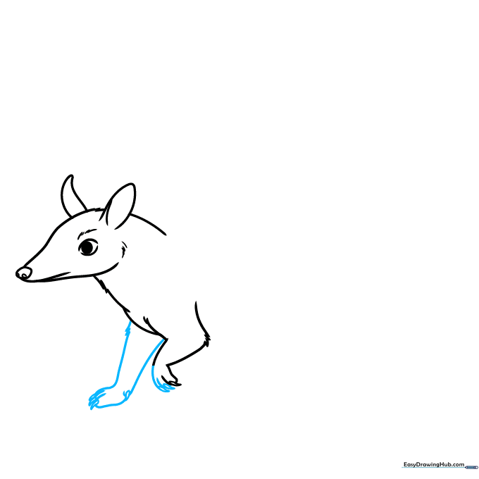 Sketching the numbat's front legs with detailed teardrop-shaped claws.