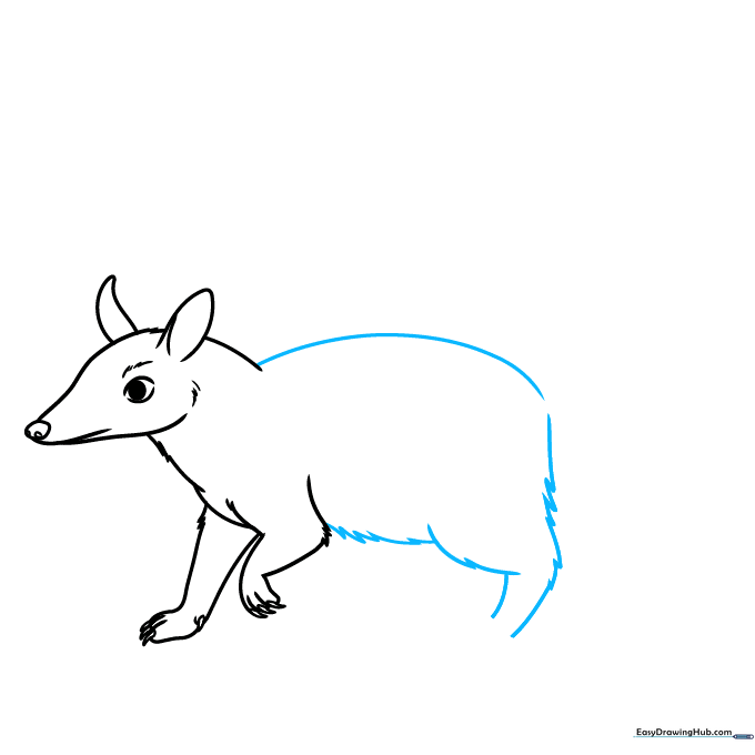 Outlining the numbat's back and belly using a mix of smooth and jagged lines.