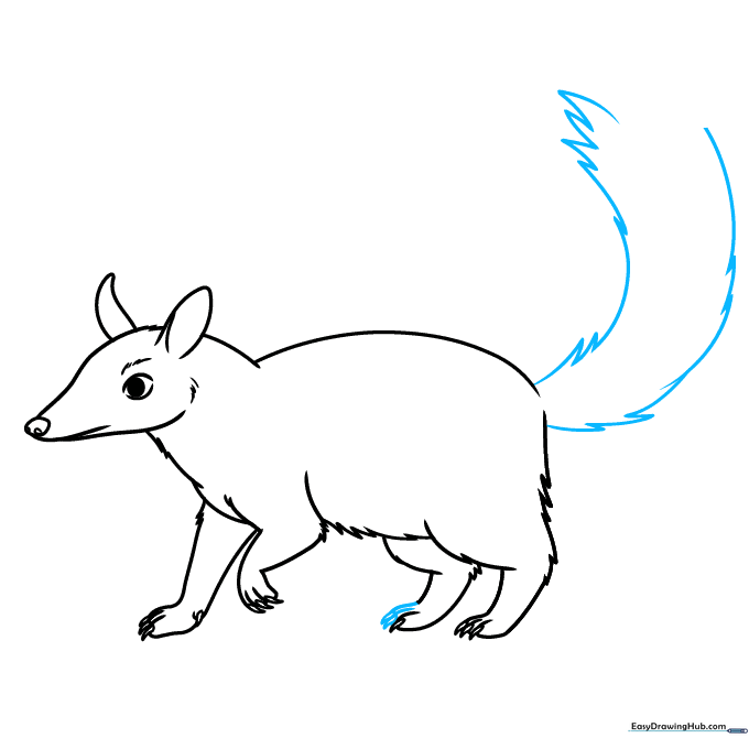 Adding the large, bushy tail to the numbat drawing.