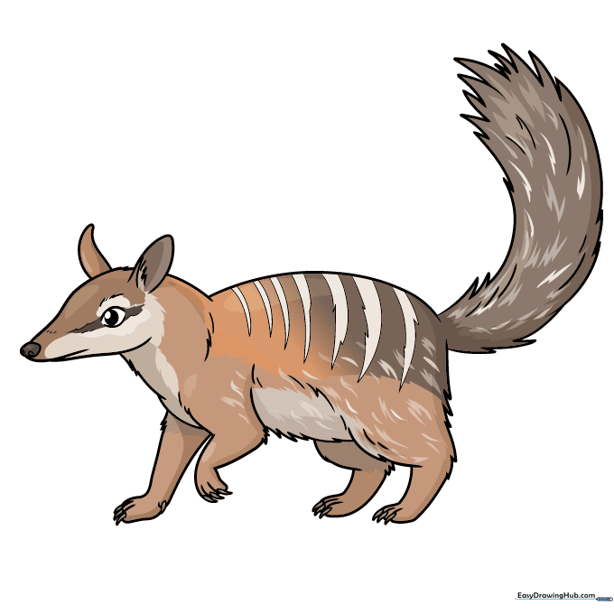 A fully colored, cartoon-style numbat drawing.