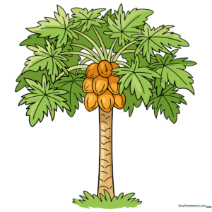 A colorful, finished illustration of a tropical papaya tree.