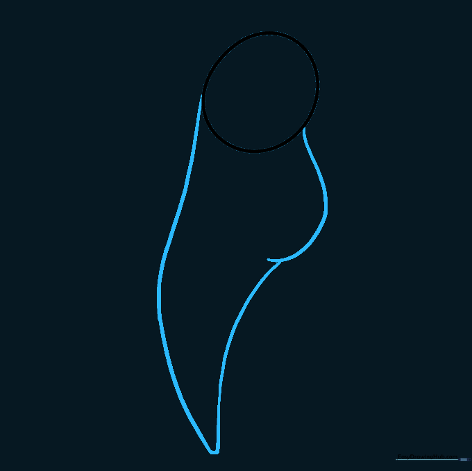 Outline sketch showing the parrot's rounded belly and long, curved tail section.