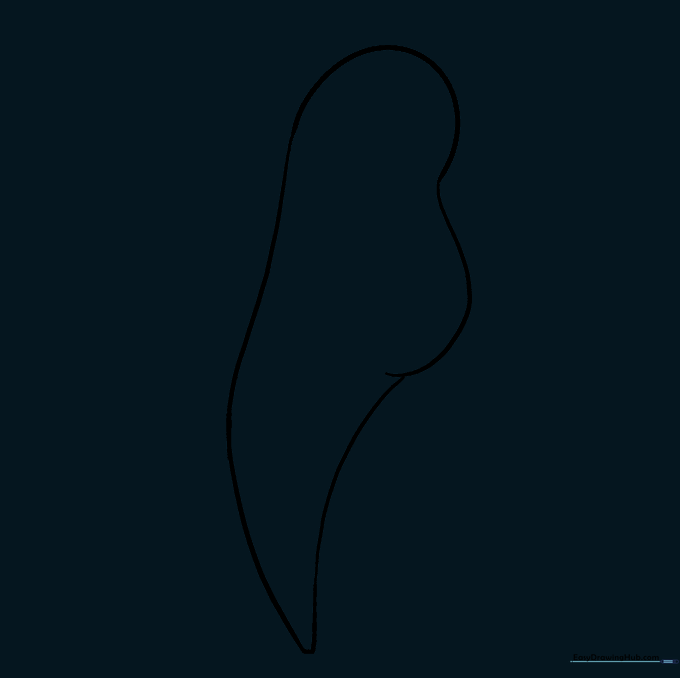 The parrot outline with internal guide lines erased, showing a clean, unified body shape.