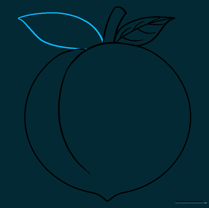 Drawing a second, larger leaf on the other side of the stem.