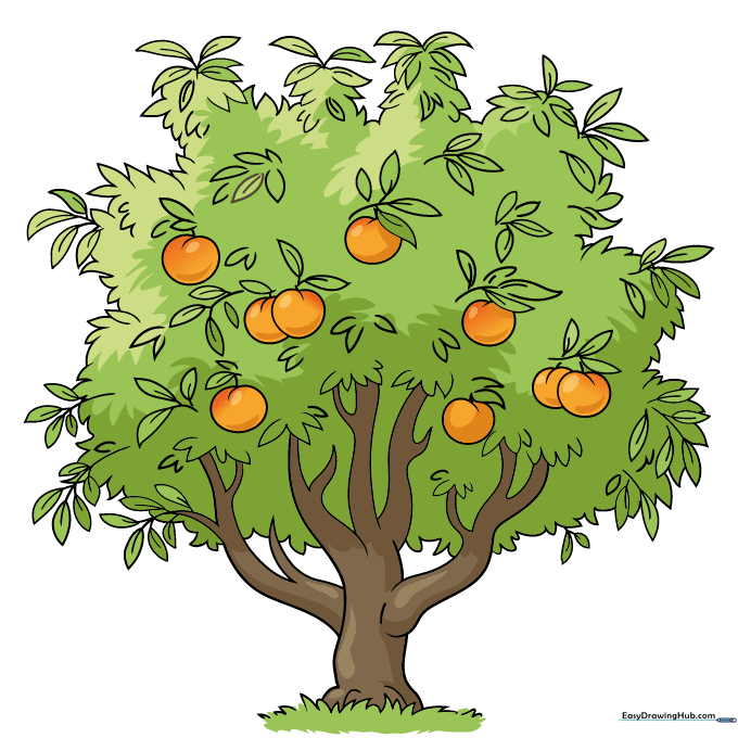 Finished, colored illustration of a peach tree with ripe fruit.