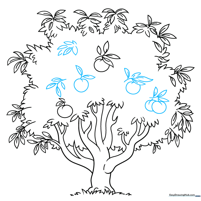 Sketch showing more peaches added to the interior of the tree canopy.